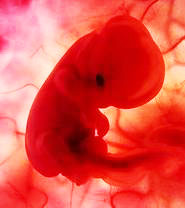 Embryo