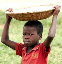In Pabbo, a refugee camp for some 67,000 IDP's [Internally Displaced Persons], the World Food Program gives each family 50 KG of Maize, 25 KG of beans, and 5 liters of cooking oil per month.  It usually lasts about two weeks, with one meal per day. 

The refugees often supplant their diet with cassava, a tree root which is pounded into a paste.  They don't cultivate more than 2 KM from the camp for fear of abduction from the rebels. Text and Photo by Don Doll, S.J.