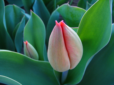 Tulip Bud