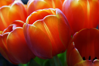 Tulips blooming