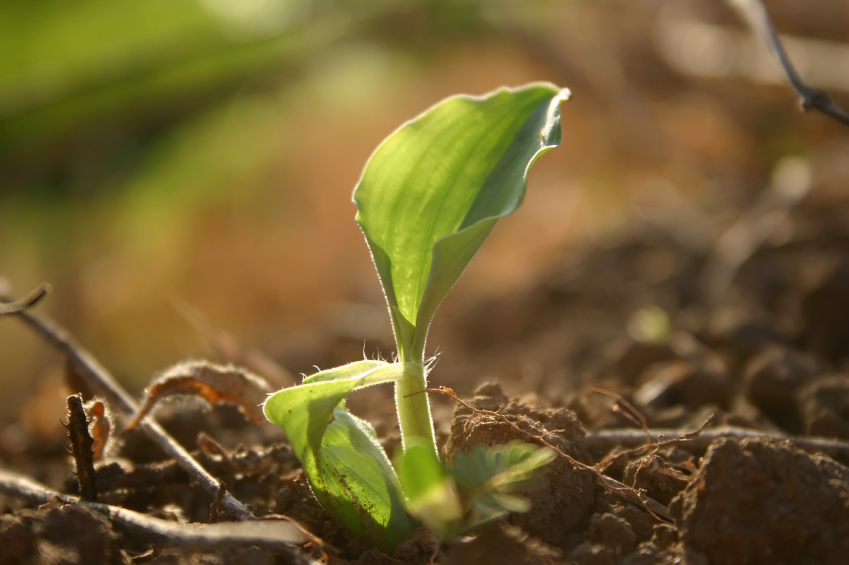 plant